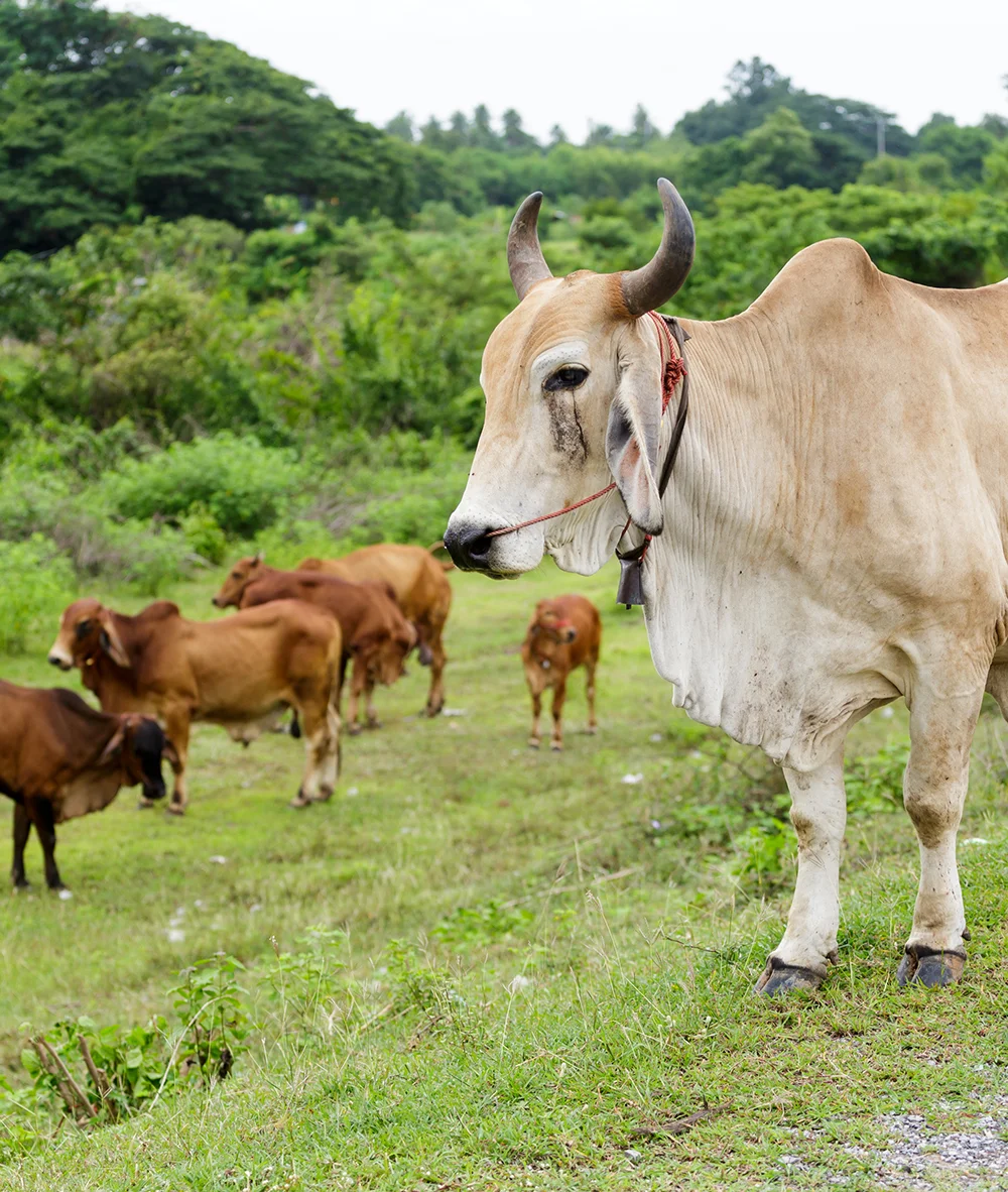 Our livestock division specializes in cattle, goats, free-range chickens, and egg production. We prioritize animal health, natural rearing methods, and quality output to meet the needs of individuals, businesses, and bulk buyers.