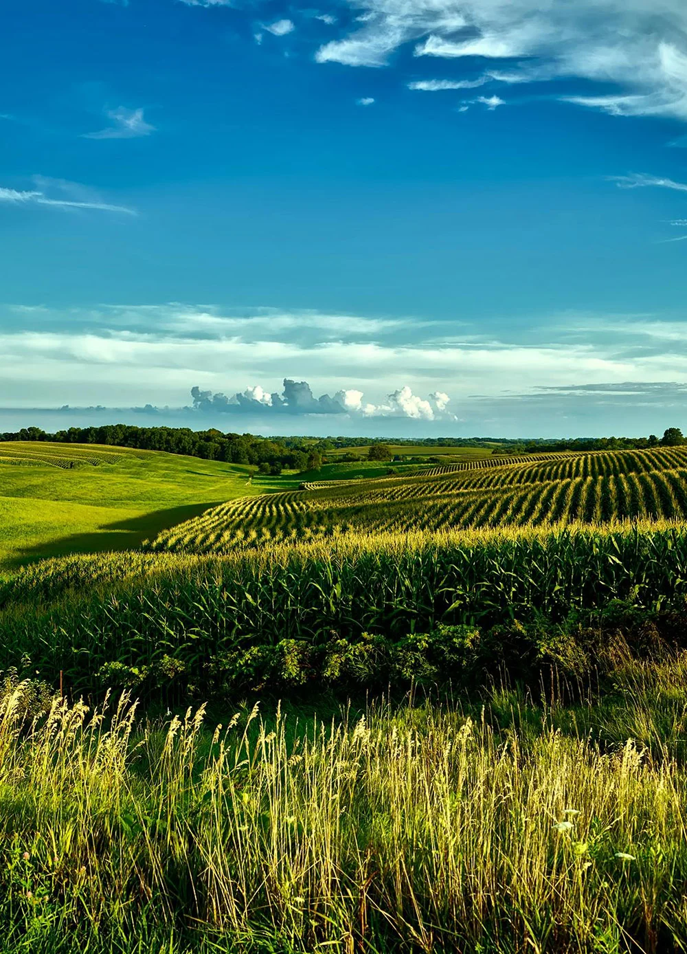 We partner with investors, buyers, and stakeholders to expand agricultural opportunities. From bulk supply agreements to contract farming and export collaborations, we offer scalable and reliable agribusiness solutions.