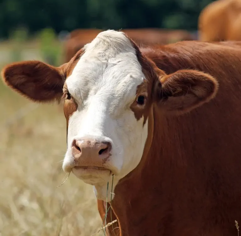 Our livestock division specializes in cattle, goats, free-range chickens, and egg production. We prioritize animal health, natural rearing methods, and quality output to meet the needs of individuals, businesses, and bulk buyers.
